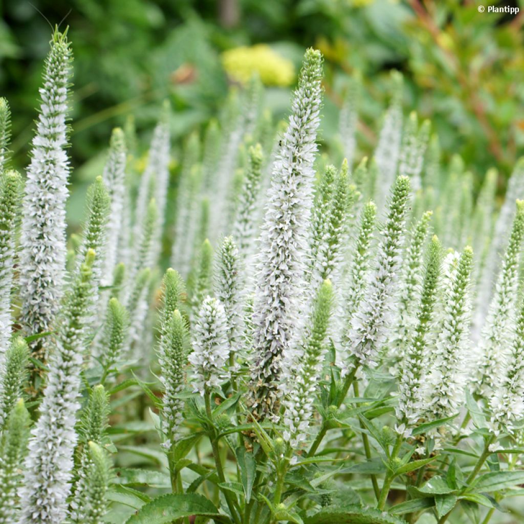 Veronica spicata Snow Candles - Véronique en épis