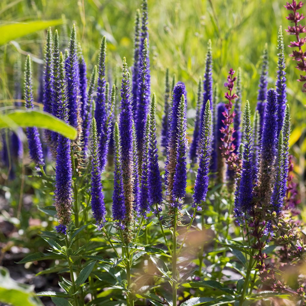 Veronica spicata Ulster Dwarf Blue - Véronique en épis