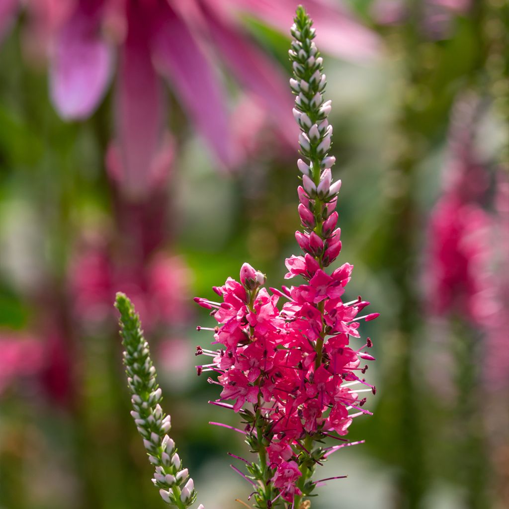 Veronica spicata Younique Baby Red - Véronique en épis