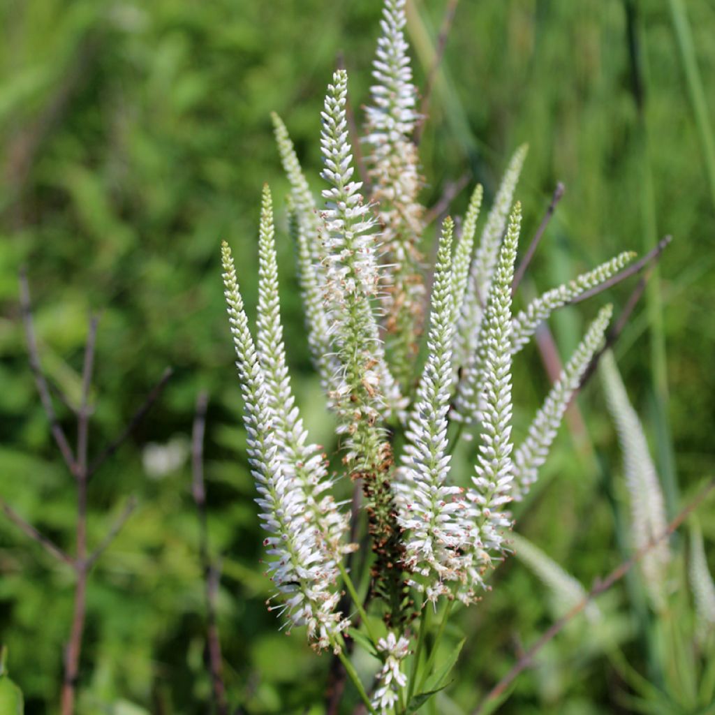 Veronicastrum virginicum Diane ou Diana - Véronique de Virginie