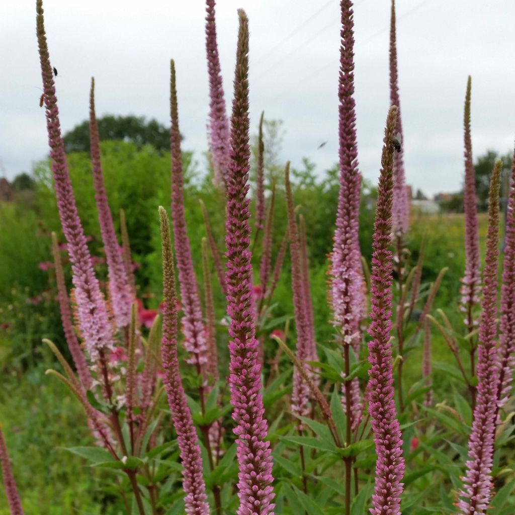 Veronicastrum virginicum Erika - Véronique de Virginie