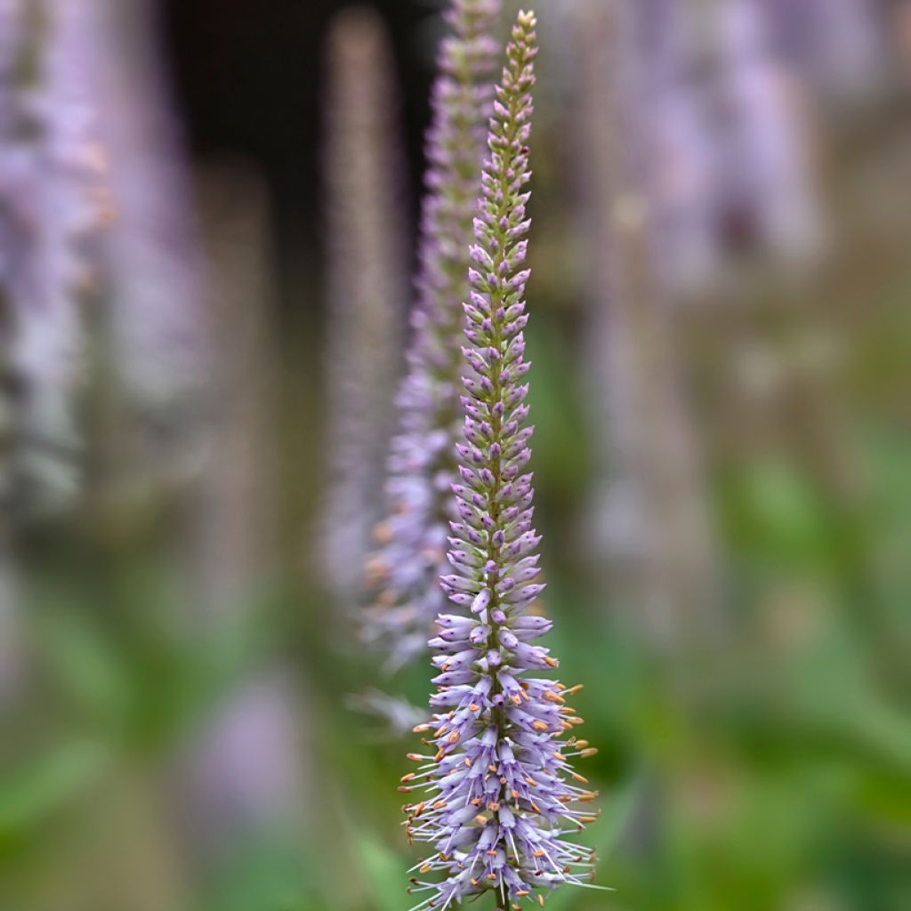 Veronicastrum virginicum Fascination - Véronique de Virginie