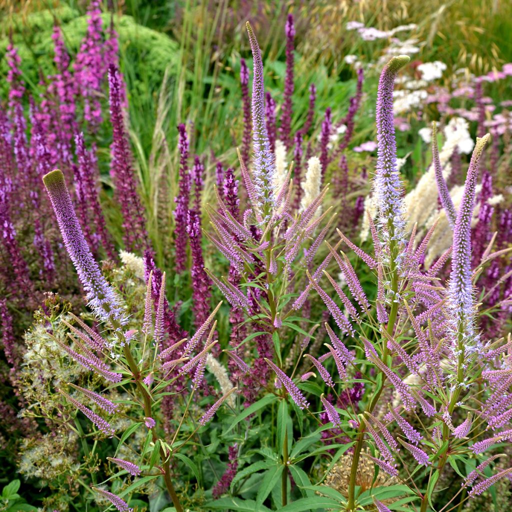 Veronicastrum virginicum Fascination - Véronique de Virginie