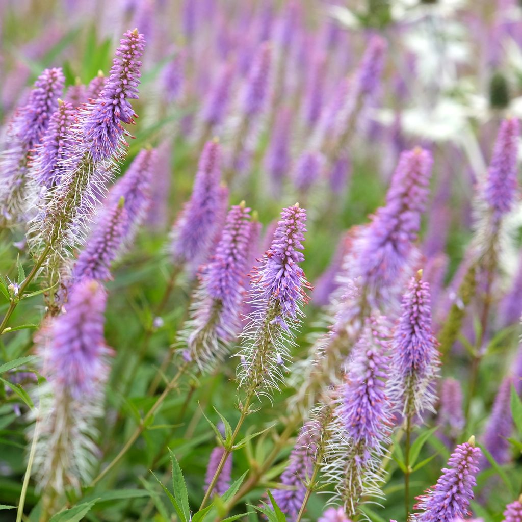 Veronicastrum virginicum Fascination - Véronique de Virginie