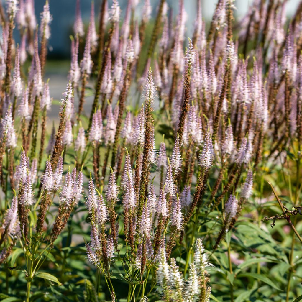 Veronicastrum virginicum Kleine Erika - Véronique de Virginie