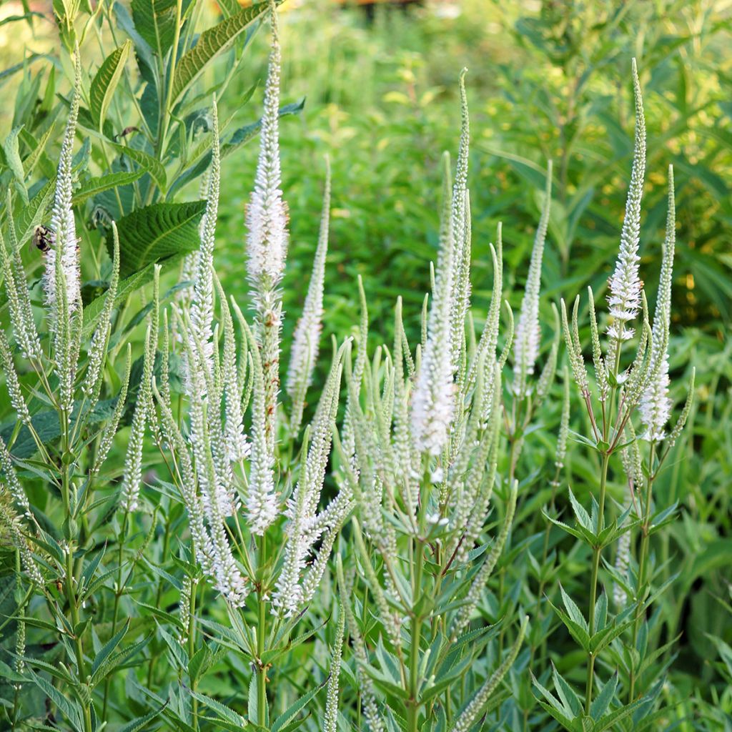 Veronicastrum virginicum var. album - Véronique de Virginie blanche