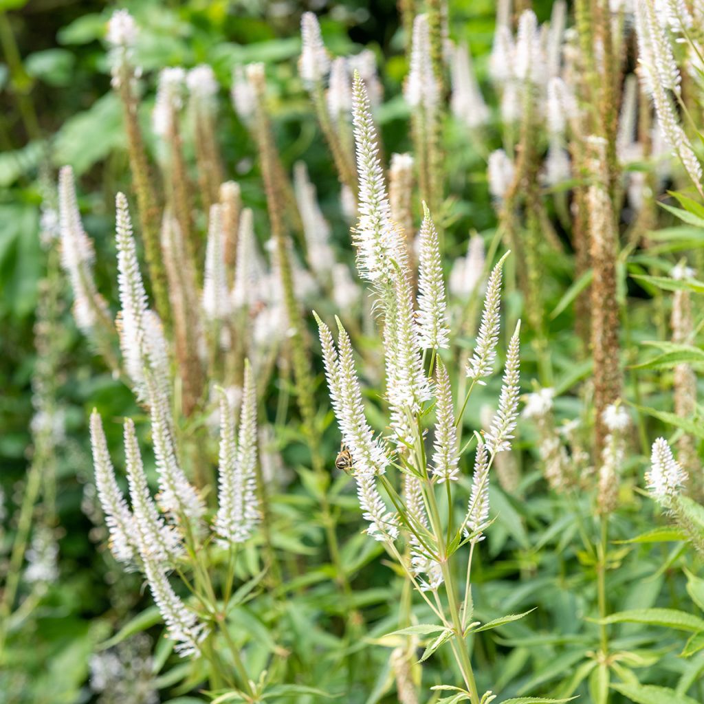 Veronicastrum virginicum var. album - Véronique de Virginie blanche