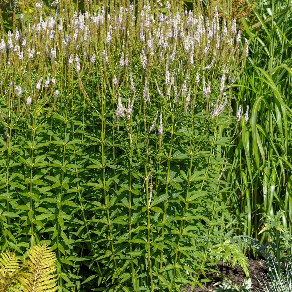 Veronicastrum virginicum var. album - Véronique de Virginie blanche