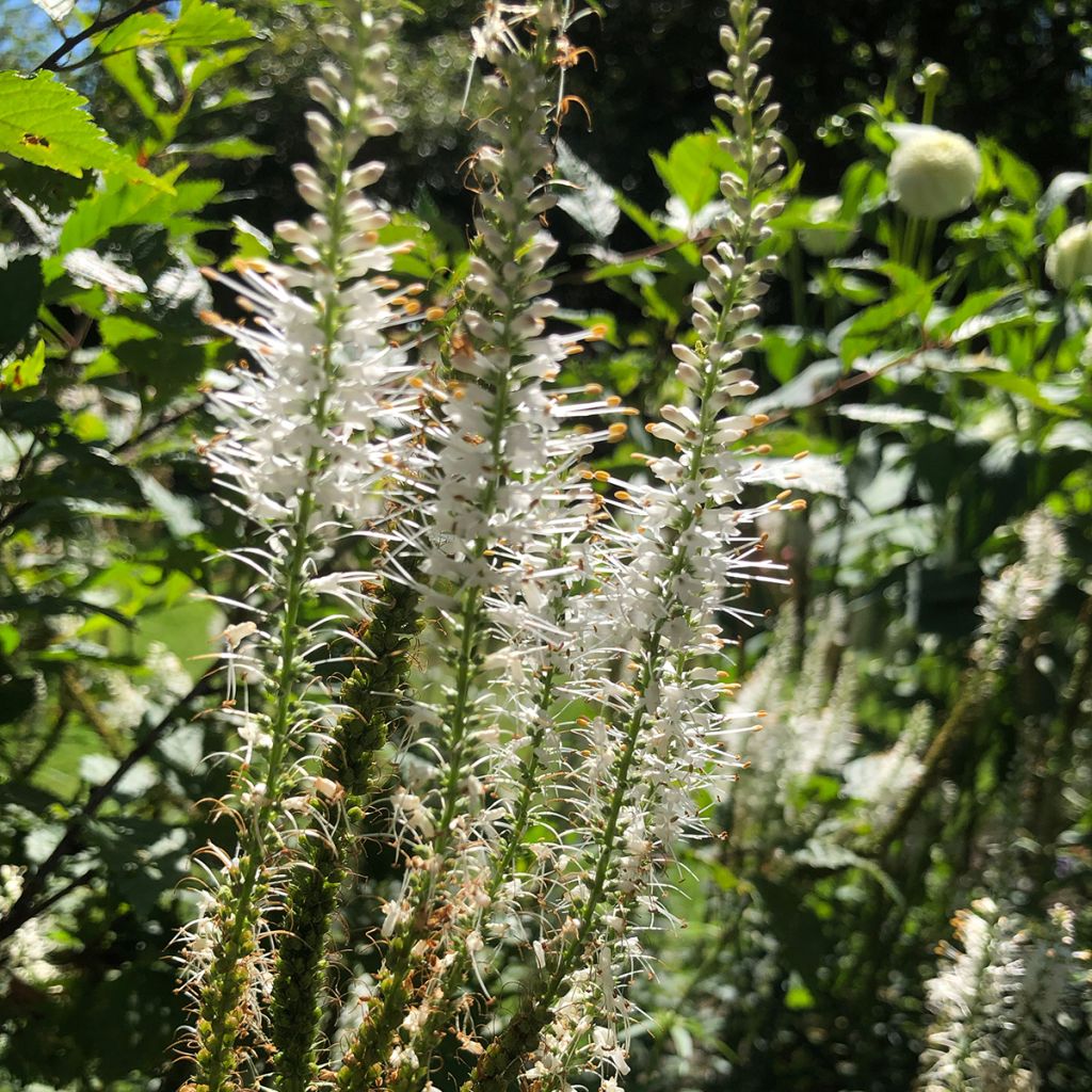 Veronicastrum virginicum var. album - Véronique de Virginie blanche