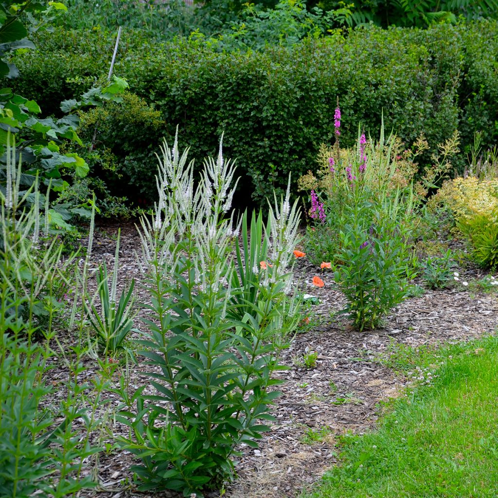 Veronicastrum virginicum var. album - Véronique de Virginie blanche