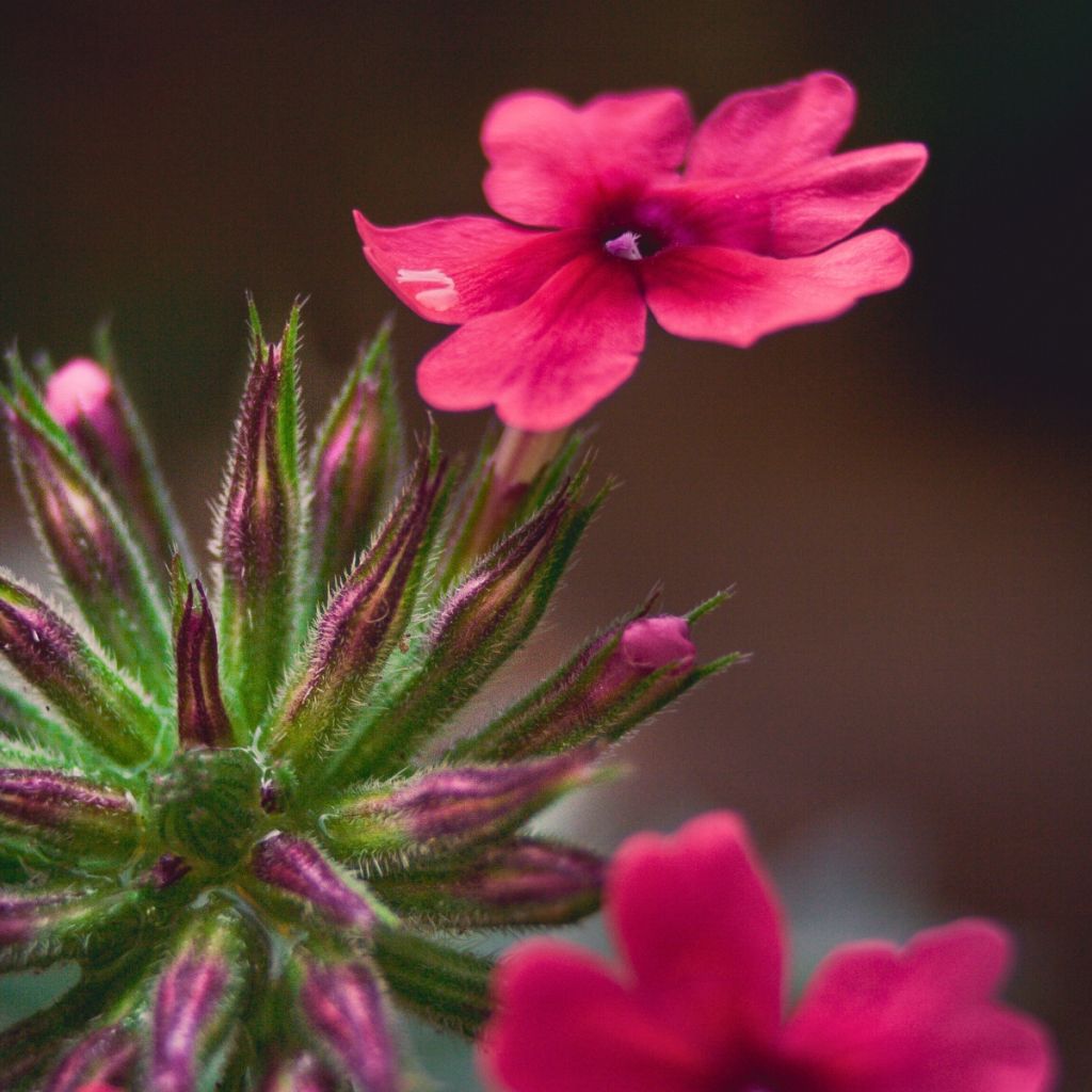 Verveine Endurascape Magenta - Verveine des jardins