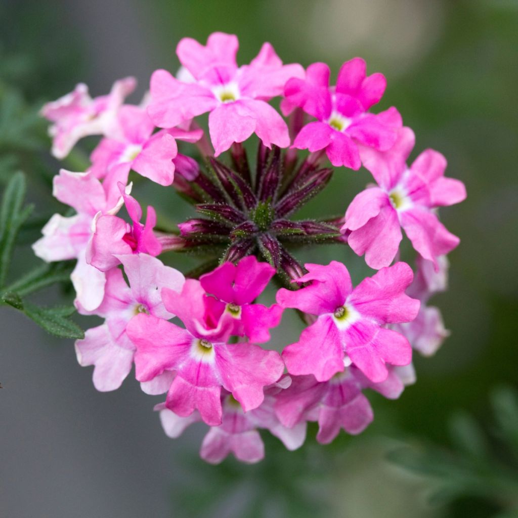 Verveine Endurascape Pink Fizz - Verveine des jardins