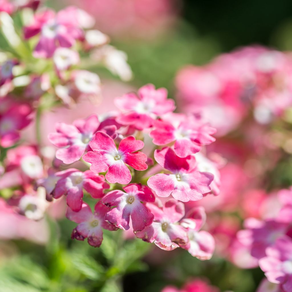 Verveine Endurascape Pink Fizz - Verveine des jardins