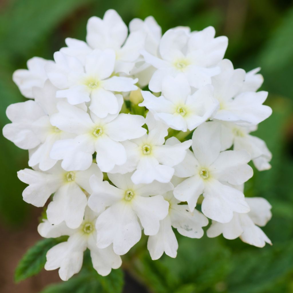 Verveine Endurascape White - Verveine des jardins