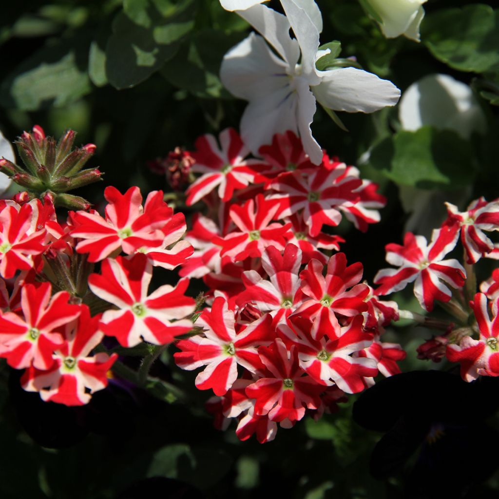 Verveine Firehouse Peppermint (Red Star) - Verbena peruviana