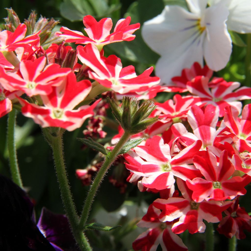 Verveine Firehouse Peppermint (Red Star) - Verbena peruviana