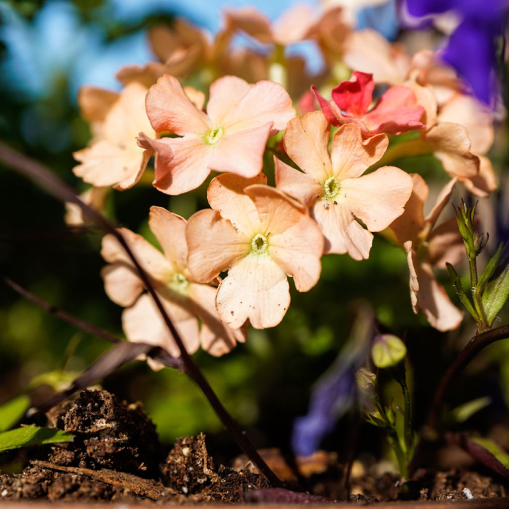 Verveine Superbena Royale Peachy Keen