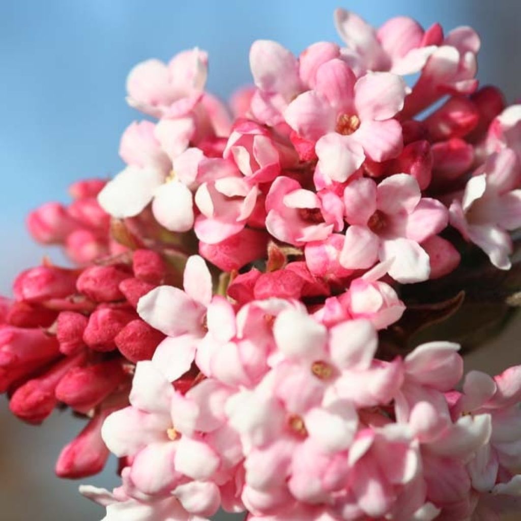 Viorne d hiver, Viburnum bodnantense Dawn