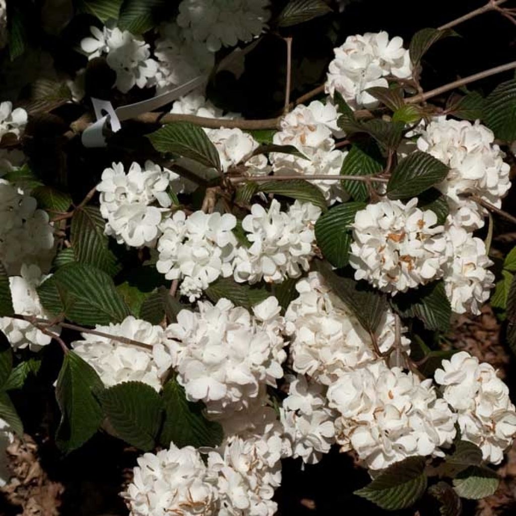 Viorne, Viburnum plicatum Mary Milton