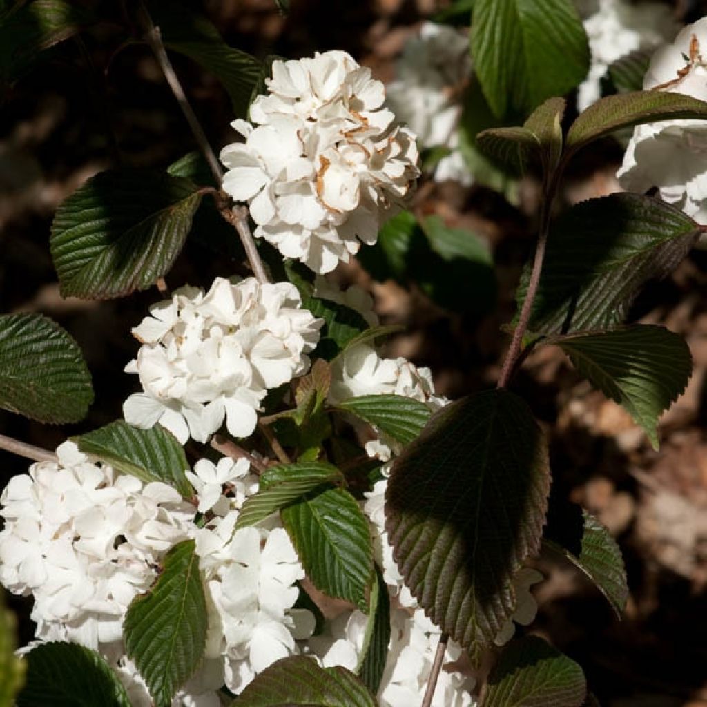 Viorne, Viburnum plicatum Mary Milton