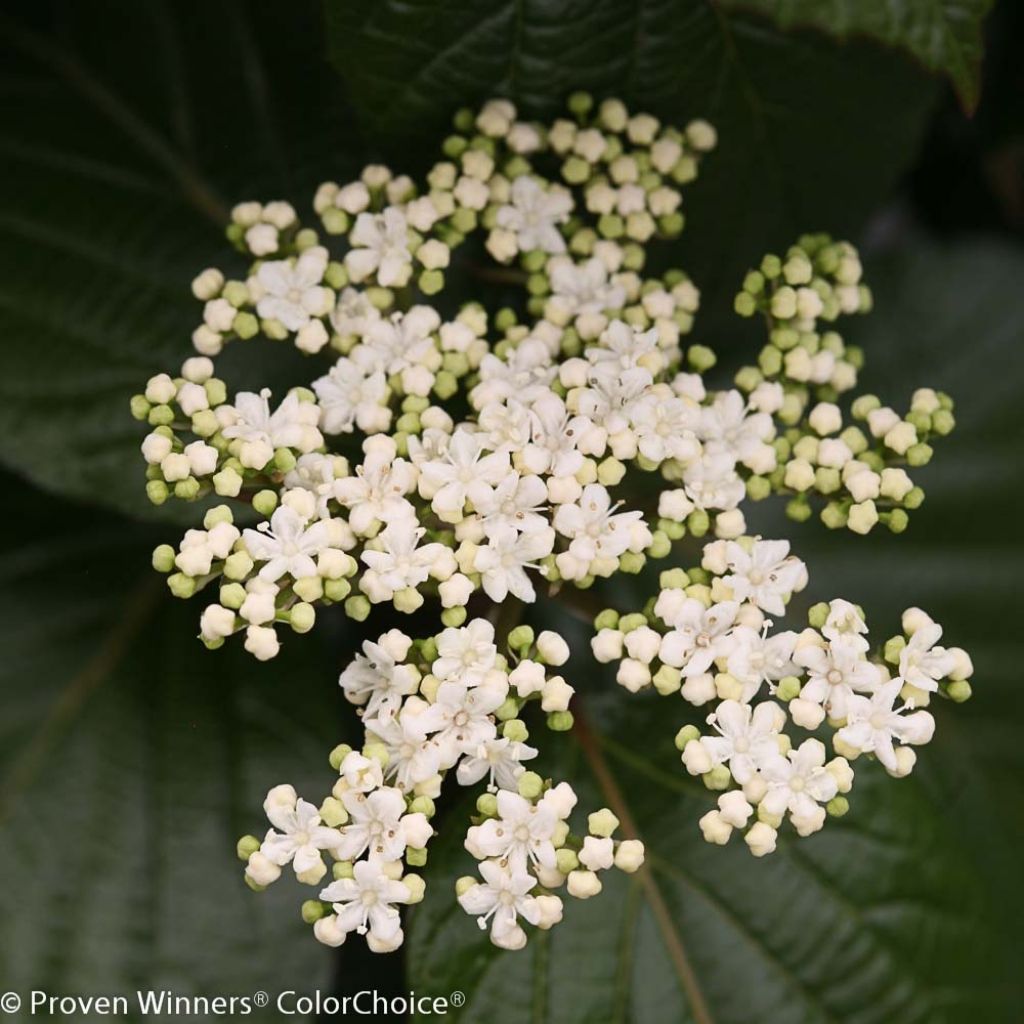 Viorne - Viburnum Shiny Dancer