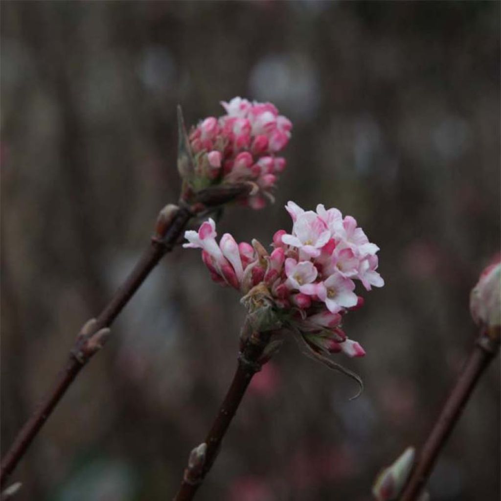 Viorne d'hiver - Viburnum bodnantense Charles Lamont.