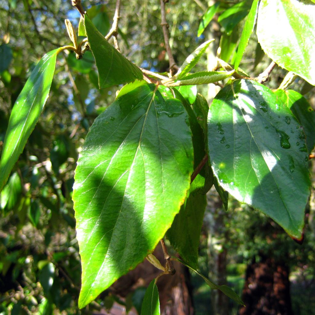 Viburnum burkwoodii - Viorne de burkwood