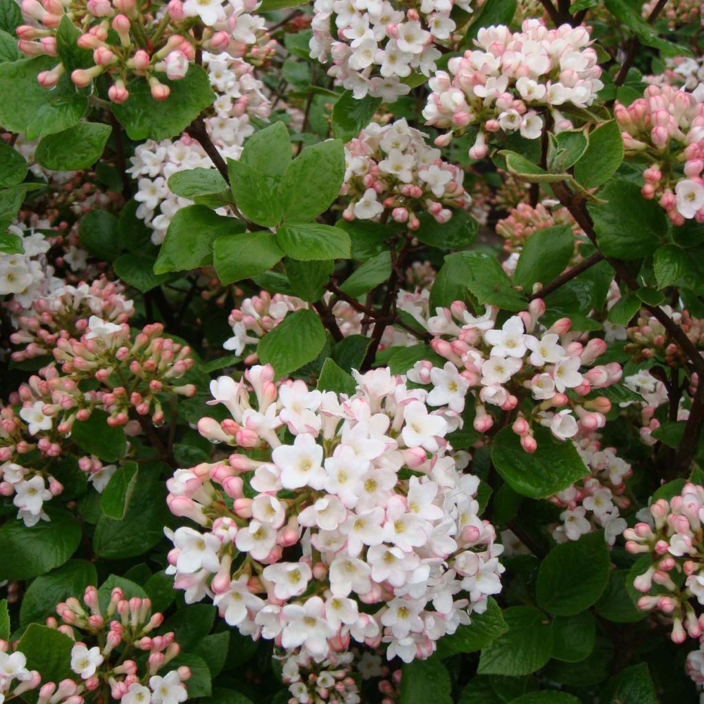 Viorne de Burkwood - Viburnum burkwoodii Ann Russell