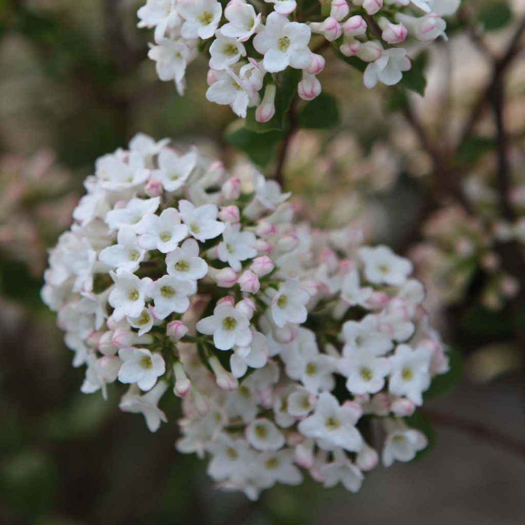 Viorne de Burkwood - Viburnum burkwoodii Ann Russell