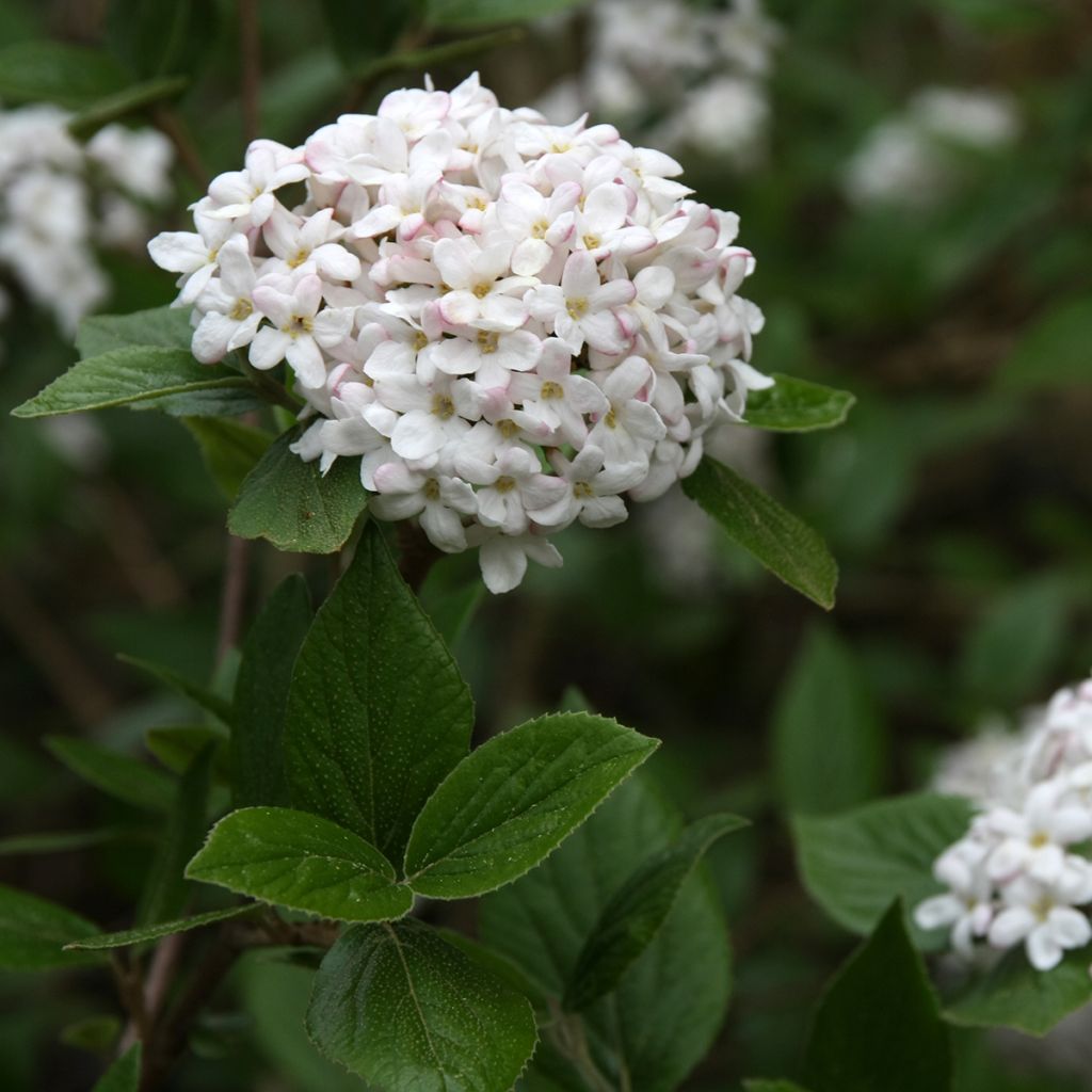 Viorne du Burkwood - Viburnum x burkwoodii Mohawk