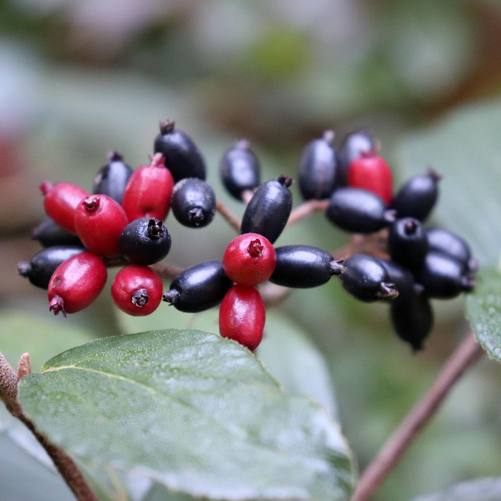 Viorne du Burkwood - Viburnum x burkwoodii Mohawk