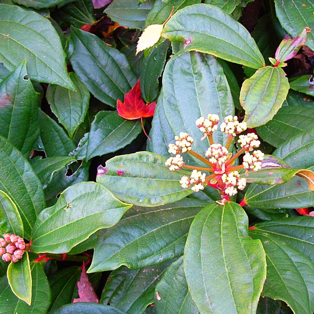 Viburnum davidii - Viorne davidii