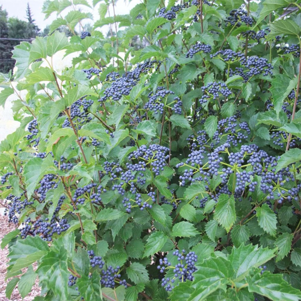 Viorne dentée - Viburnum dentatum Blue Muffin