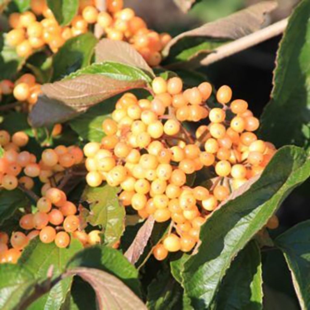 Viburnum dilatatum ‘Michael Dodge’  