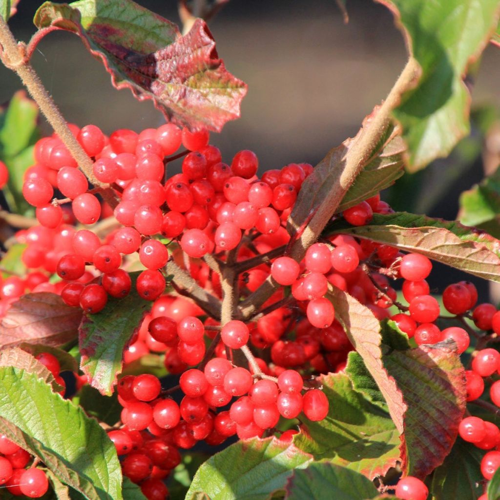 Viburnum dilatatum Sealing Wax - Viorne à feuilles de tilleul