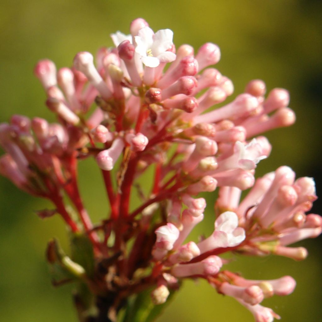 Viorne d'hiver - Viburnum farreri (fragrans)