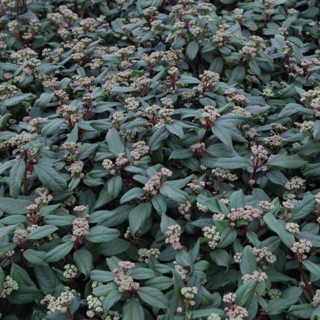 Viorne - Viburnum globosum Jermyns Globe.