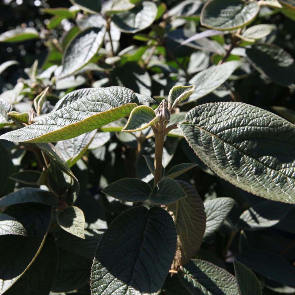 Viorne lantane - Viburnum lantana Mohican