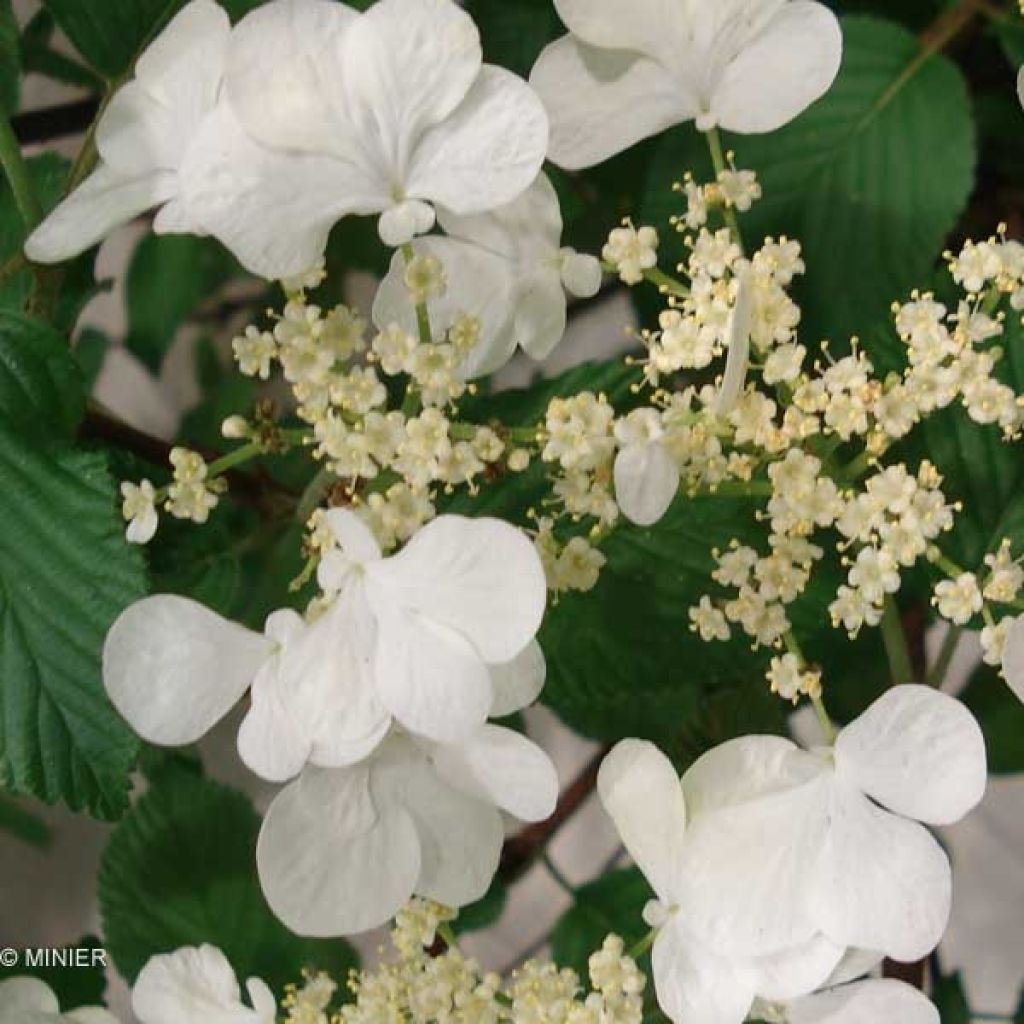 Viorne de Chine - Viburnum plicatum Mariesii Great Star