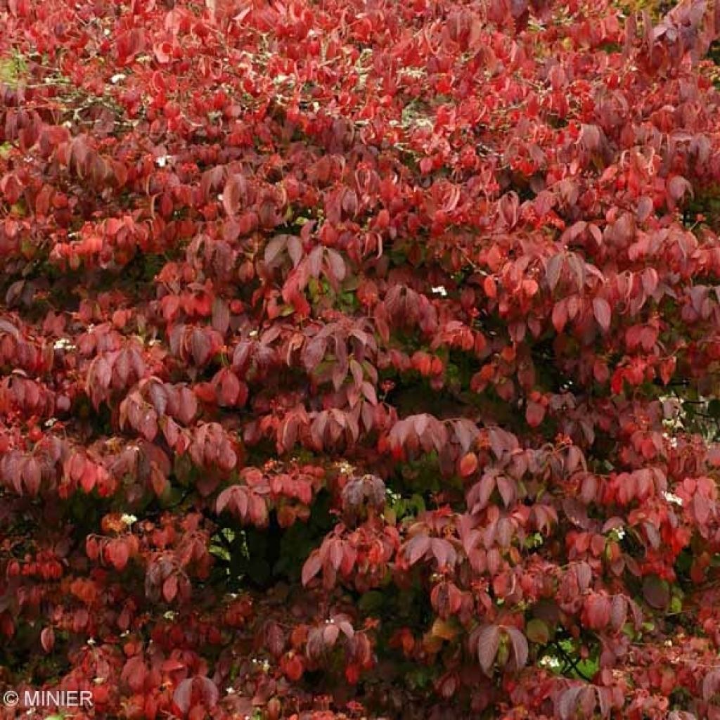 Viorne de Chine - Viburnum plicatum Mariesii Great Star