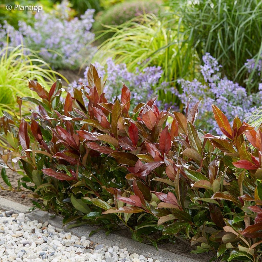 Viburnum odoratissimum Coppertop - Viorne parfumée