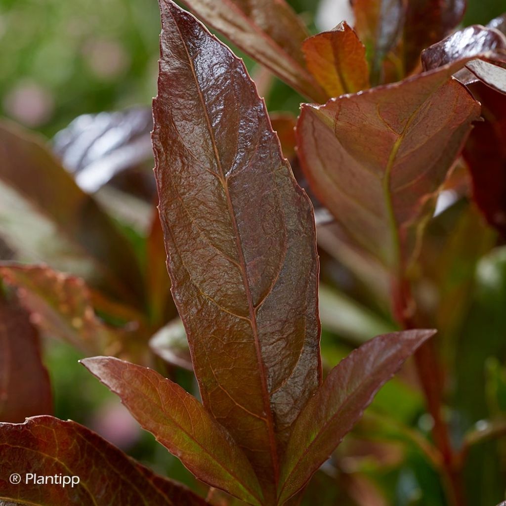 Viburnum odoratissimum Coppertop - Viorne parfumée