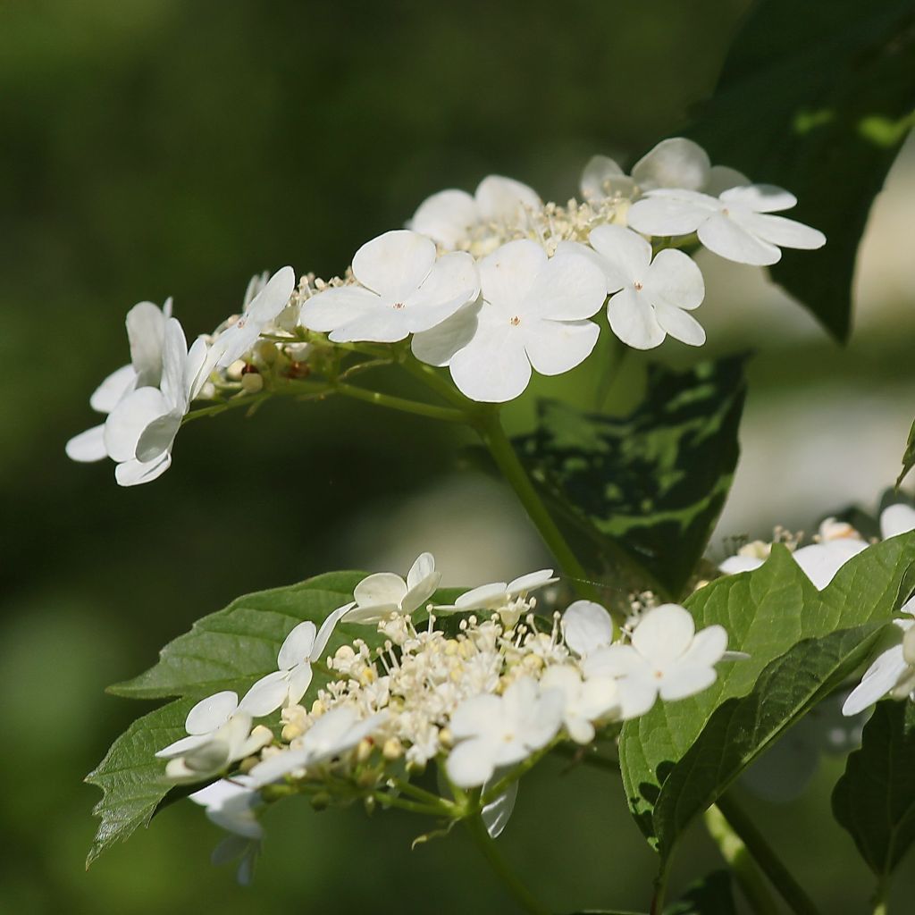 Viorne obier - Viburnum opulus