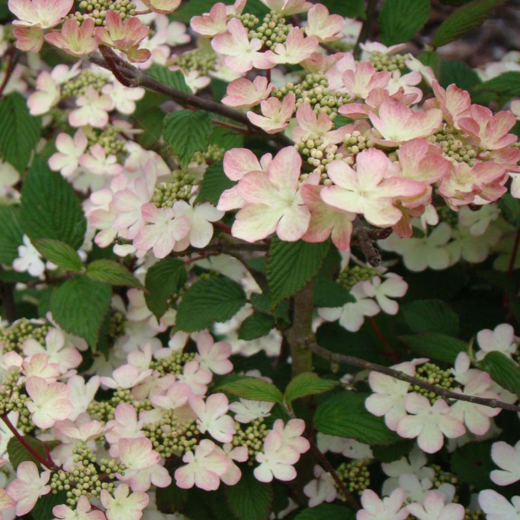 Viburnum plicatum Kilimanjaro Sunrise - Viorne de Chine.