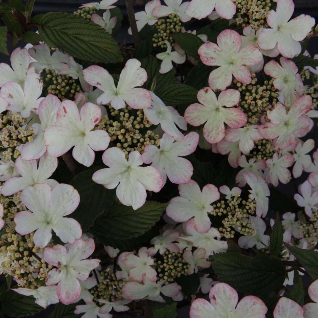 Viburnum plicatum Kilimanjaro Sunrise - Viorne de Chine.