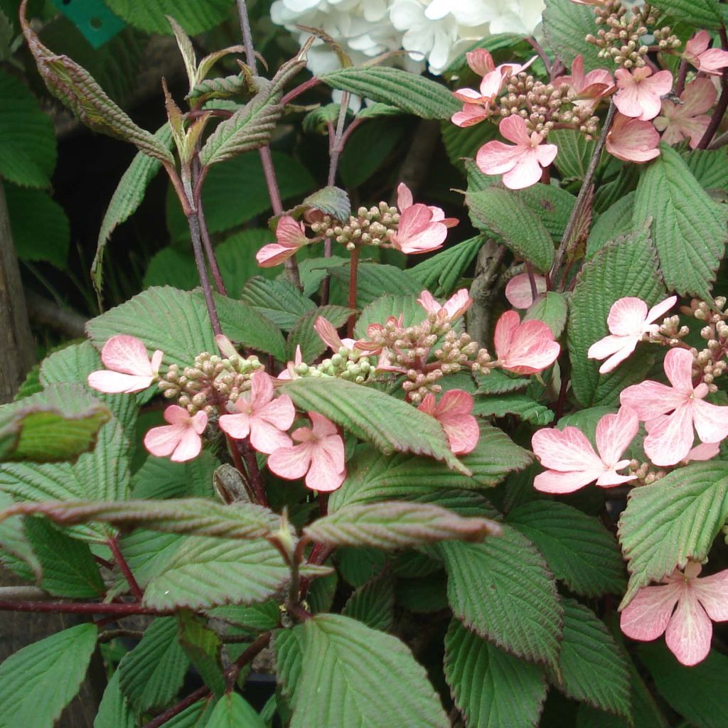 Viburnum plicatum Molly Schroeder - Viorne de Chine