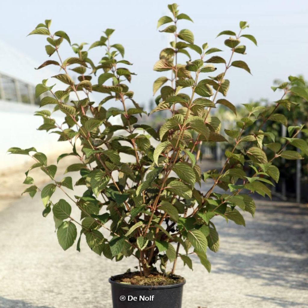 Viorne - Viburnum plicatum Opening Day