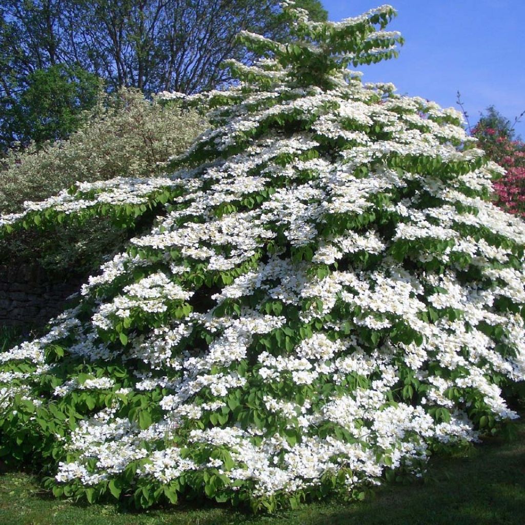 Viorne de Chine - Viburnum plicatum Tomentosum