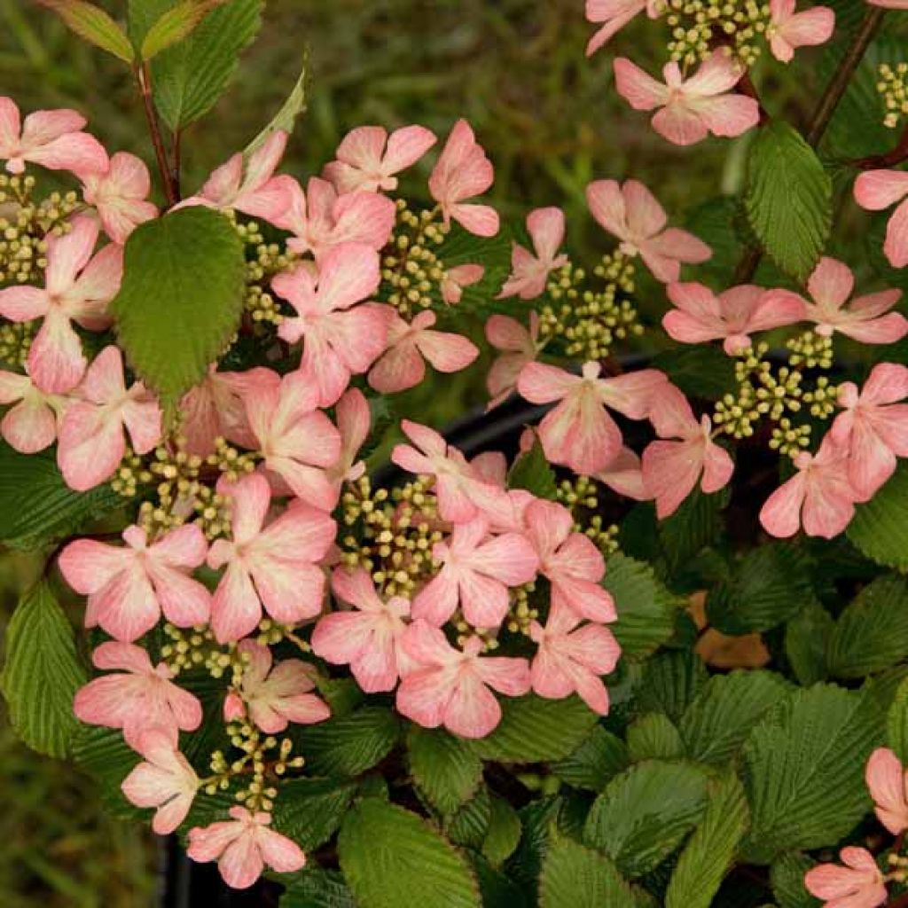 Viorne, Viburnum Plicatum Pink Beauty