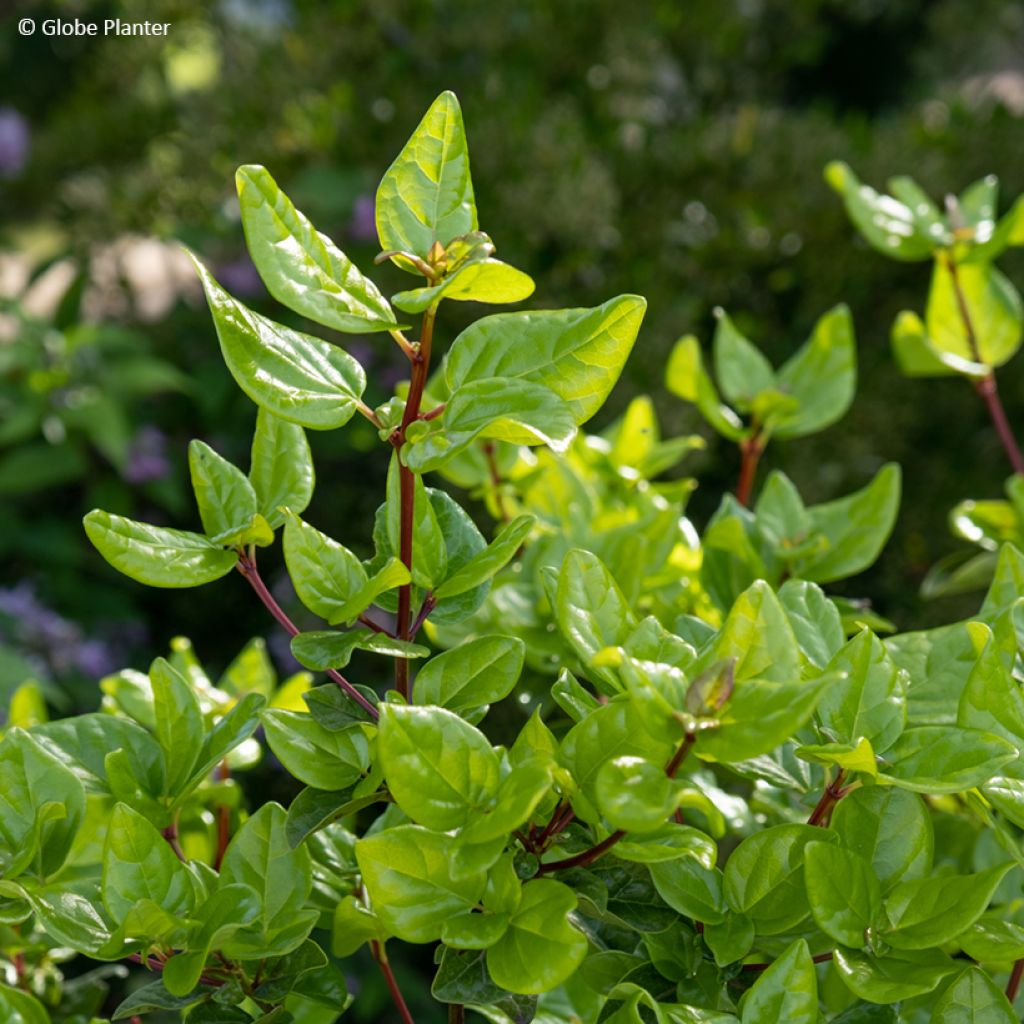 Viburnum tinus Rock'n Rolla - Laurier tin